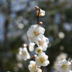 Thumbnail of new posts 119